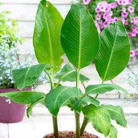 Hardy Banana Plant | Musa basjoo
